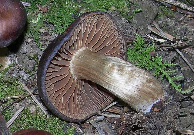 Cortinarius spec. Cod.:2899-07